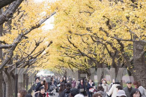Đến Tokyo ngắm Thu vàng đến muộn
