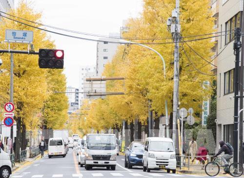 Đến Tokyo ngắm Thu vàng đến muộn