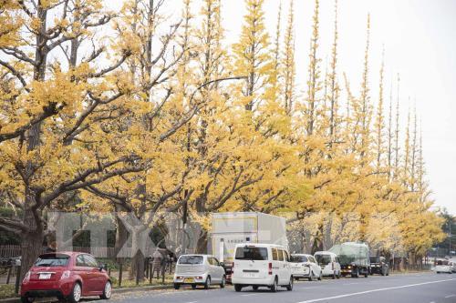 Đến Tokyo ngắm Thu vàng đến muộn