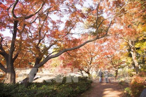 Đến Tokyo ngắm Thu vàng đến muộn