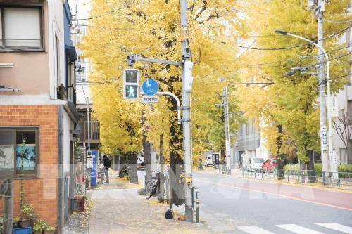 Đến Tokyo ngắm Thu vàng đến muộn