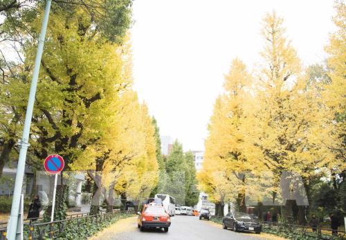 Đến Tokyo ngắm Thu vàng đến muộn