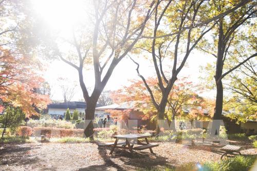 Đến Tokyo ngắm Thu vàng đến muộn