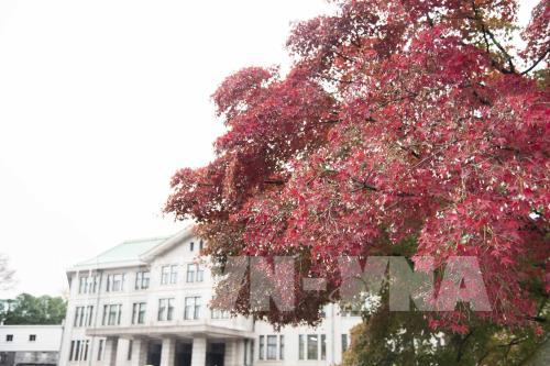 Đến Tokyo ngắm Thu vàng đến muộn