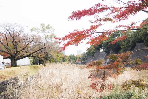 Đến Tokyo ngắm Thu vàng đến muộn