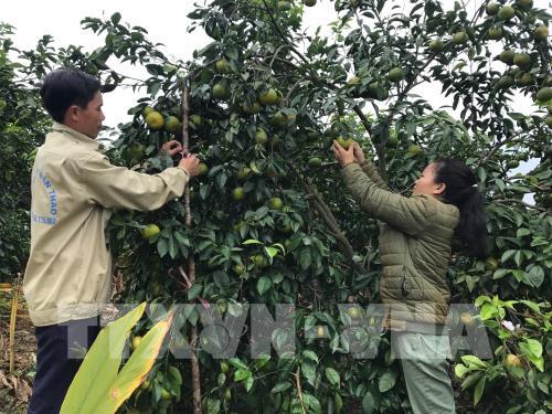 Gắn tín dụng chính sách xã hội với hỗ trợ chuyển giao khoa học công nghệ, đào tạo nghề