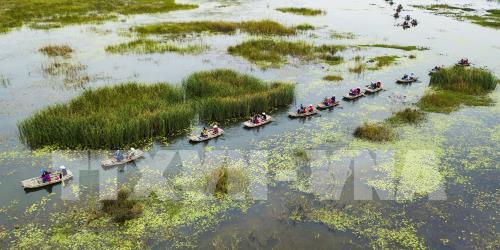 Mùa chim di trú trên đầm Vân Long, Ninh Bình