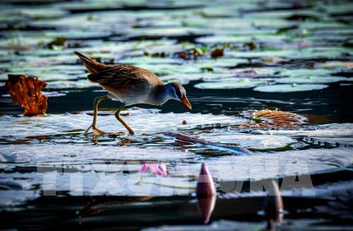 Mùa chim di trú trên đầm Vân Long, Ninh Bình