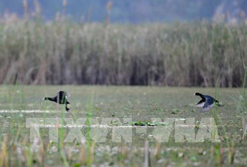 Mùa chim di trú trên đầm Vân Long, Ninh Bình