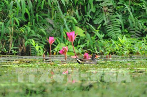 Mùa chim di trú trên đầm Vân Long, Ninh Bình