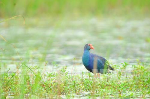 Mùa chim di trú trên đầm Vân Long, Ninh Bình