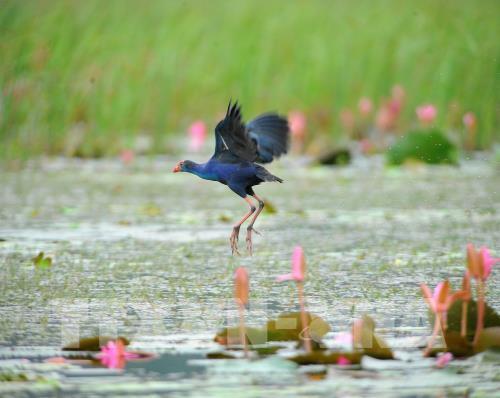 Mùa chim di trú trên đầm Vân Long, Ninh Bình