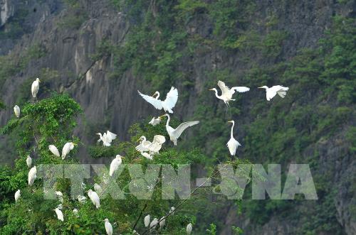 Mùa chim di trú trên đầm Vân Long, Ninh Bình