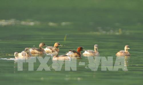 Mùa chim di trú trên đầm Vân Long, Ninh Bình