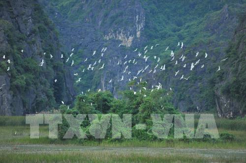 Mùa chim di trú trên đầm Vân Long, Ninh Bình