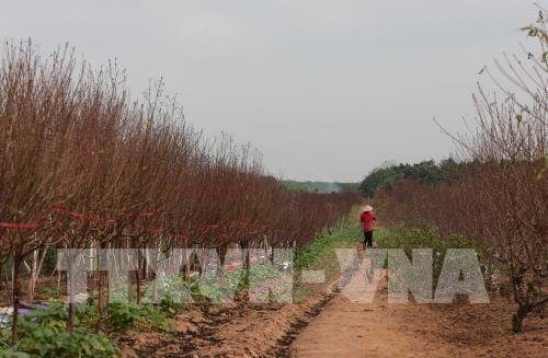 Đào Nhật Tân sẵn sàng cho Tết Canh Tý 2020