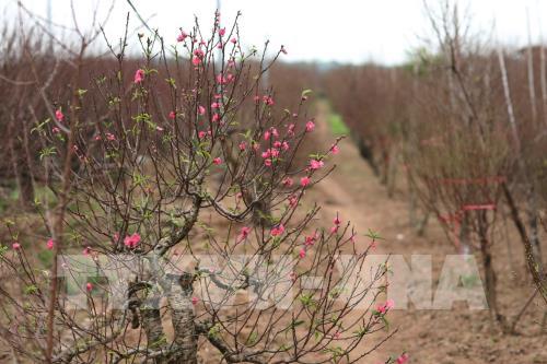 Đào Nhật Tân sẵn sàng cho Tết Canh Tý 2020