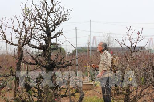 Đào Nhật Tân sẵn sàng cho Tết Canh Tý 2020