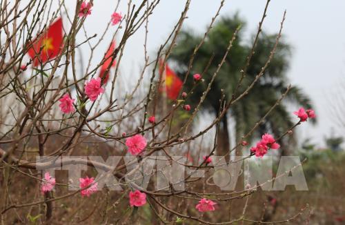 Đào Nhật Tân sẵn sàng cho Tết Canh Tý 2020