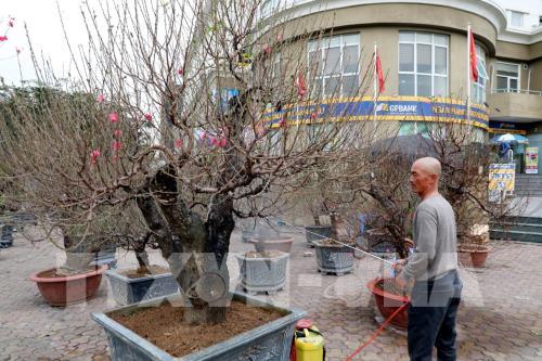 Đào Nhật Tân sẵn sàng cho Tết Canh Tý 2020