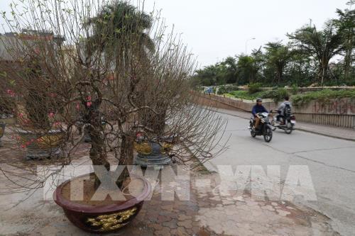 Đào Nhật Tân sẵn sàng cho Tết Canh Tý 2020