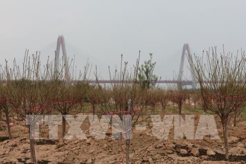 Đào Nhật Tân sẵn sàng cho Tết Canh Tý 2020