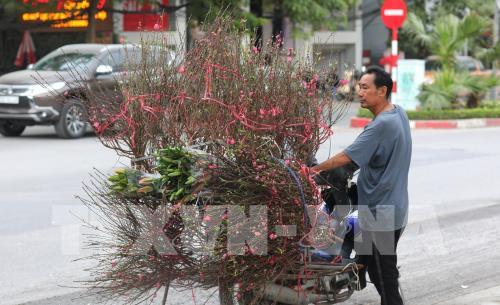 Đào Nhật Tân sẵn sàng cho Tết Canh Tý 2020