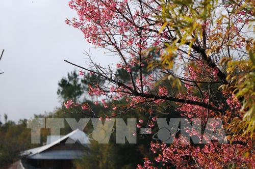 Sắc hoa Tớ Dày vùng cao Mù Cang Chải