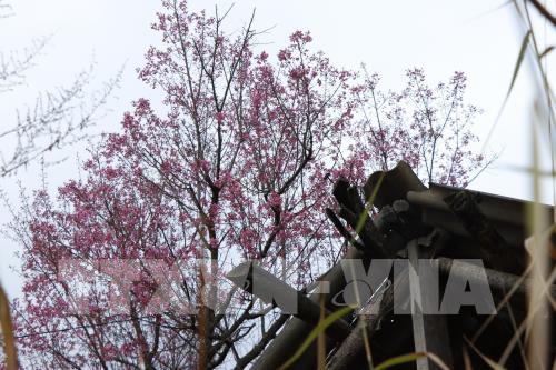 Sắc hoa Tớ Dày vùng cao Mù Cang Chải