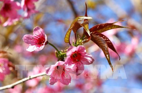 Sắc hoa Tớ Dày vùng cao Mù Cang Chải