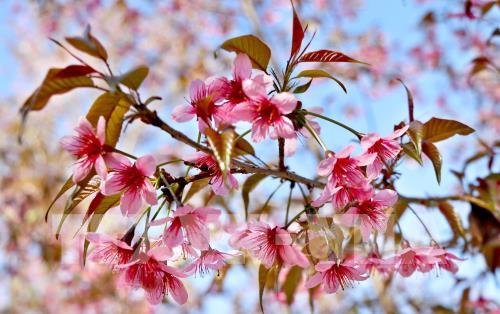 Sắc hoa Tớ Dày vùng cao Mù Cang Chải