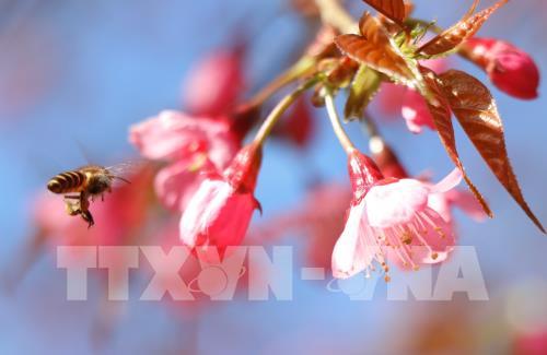 Sắc hoa Tớ Dày vùng cao Mù Cang Chải