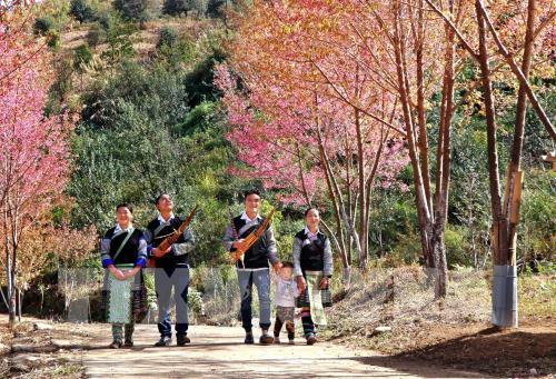 Sắc hoa Tớ Dày vùng cao Mù Cang Chải