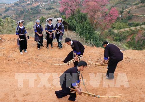 Sắc hoa Tớ Dày vùng cao Mù Cang Chải