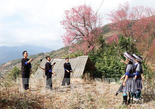 Sắc hoa Tớ Dày vùng cao Mù Cang Chải