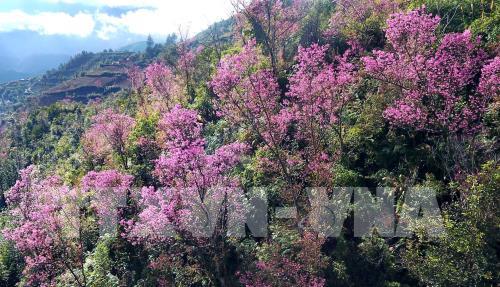 Sắc hoa Tớ Dày vùng cao Mù Cang Chải