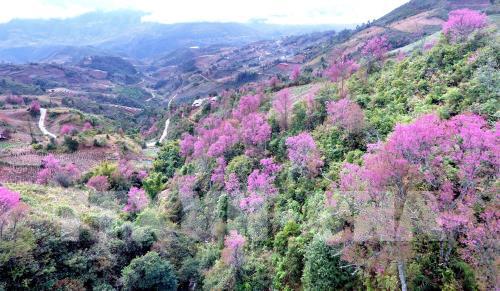 Sắc hoa Tớ Dày vùng cao Mù Cang Chải