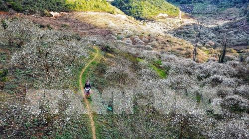 Hoa mận Mu Náu khoe sắc giữa cao nguyên Mộc Châu