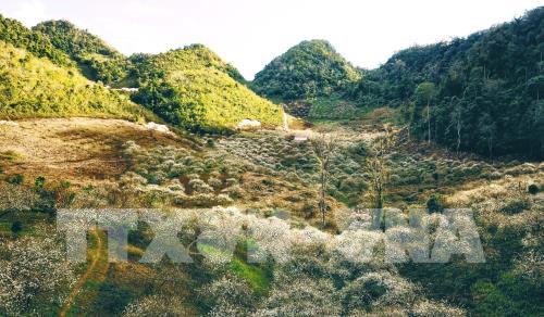 Hoa mận Mu Náu khoe sắc giữa cao nguyên Mộc Châu