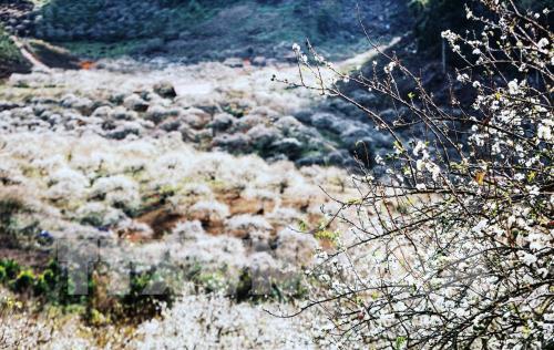 Hoa mận Mu Náu khoe sắc giữa cao nguyên Mộc Châu