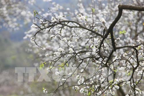 Hoa mận Mu Náu khoe sắc giữa cao nguyên Mộc Châu