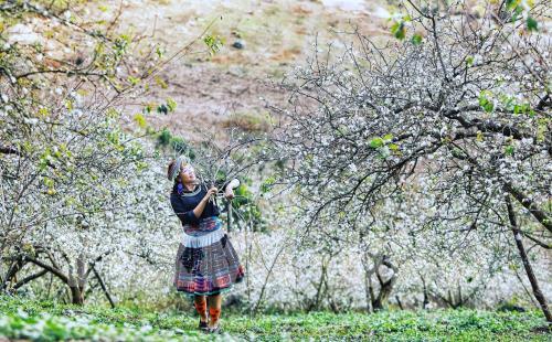Hoa mận Mu Náu khoe sắc giữa cao nguyên Mộc Châu