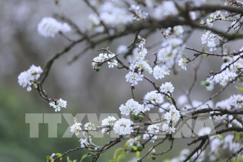 Hoa mận Mu Náu khoe sắc giữa cao nguyên Mộc Châu