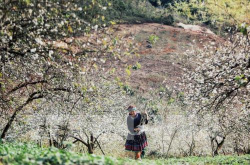 Hoa mận Mu Náu khoe sắc giữa cao nguyên Mộc Châu