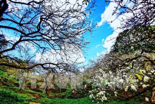 Hoa mận Mu Náu khoe sắc giữa cao nguyên Mộc Châu