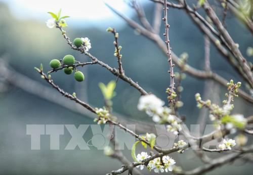 Hoa mận Mu Náu khoe sắc giữa cao nguyên Mộc Châu