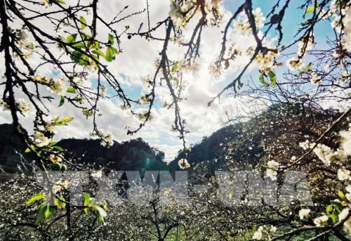 Hoa mận Mu Náu khoe sắc giữa cao nguyên Mộc Châu