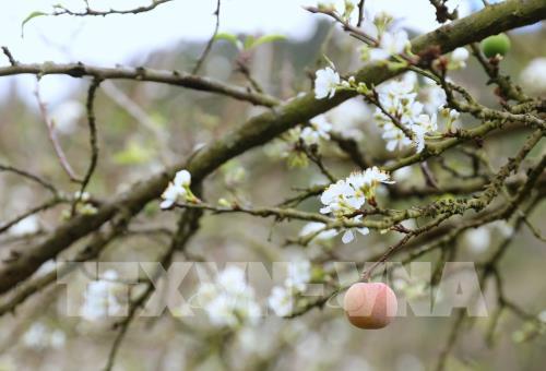 Hoa mận Mu Náu khoe sắc giữa cao nguyên Mộc Châu