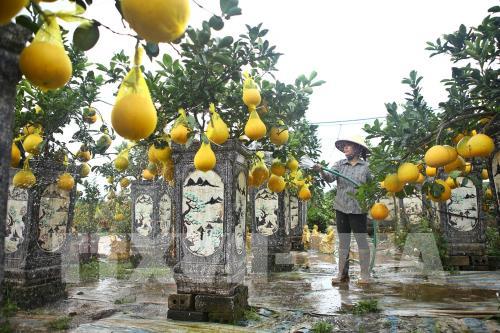 Quất, bưởi Văn Giang sẵn sàng cho Tết Nguyên đán Canh Tý 2020