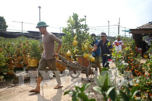 Quất, bưởi Văn Giang sẵn sàng cho Tết Nguyên đán Canh Tý 2020